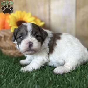 Hazel, Shih-Poo Puppy